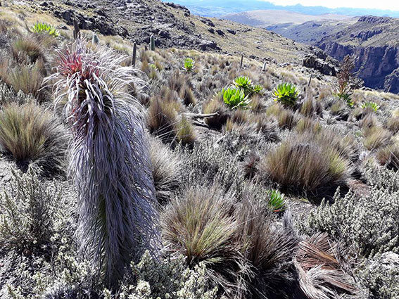 Mt Kenya climbing – take spikes with&nbsp;you