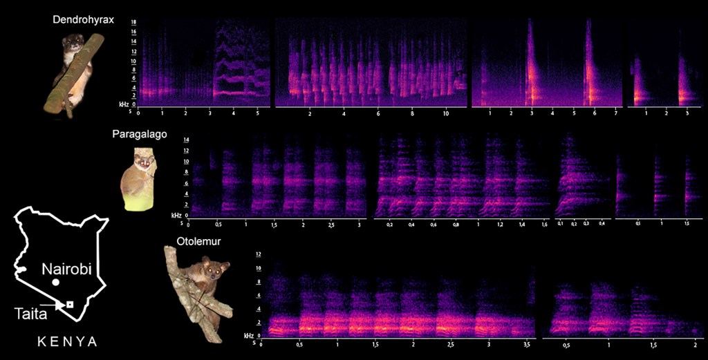Vocalization Analyses of Nocturnal Arboreal Mammals of the Taita Hills,&nbsp;Kenya