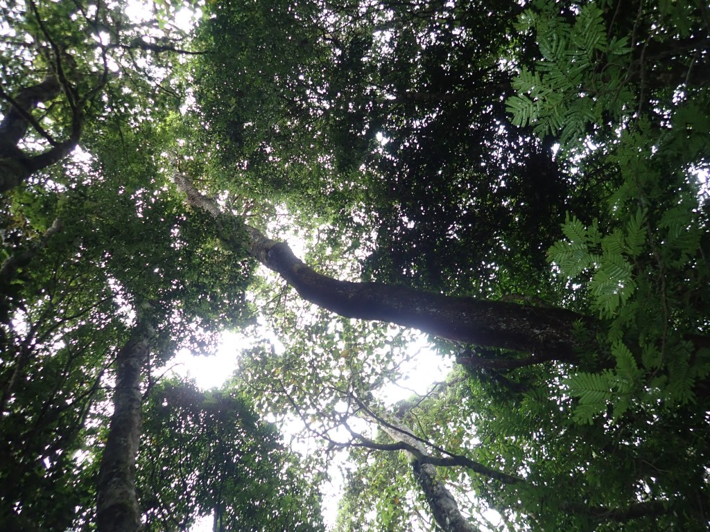 Conservation of Mbololo and Ngangao&nbsp;Forests