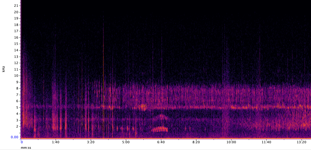 Magical moment – from tree hyrax song to dawn&nbsp;chorus