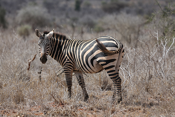 September 2022, drought in LUMO,&nbsp;Kenya
