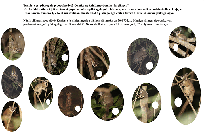 Taitavuorten pikkugalagot – kansalaistiedetehtävä