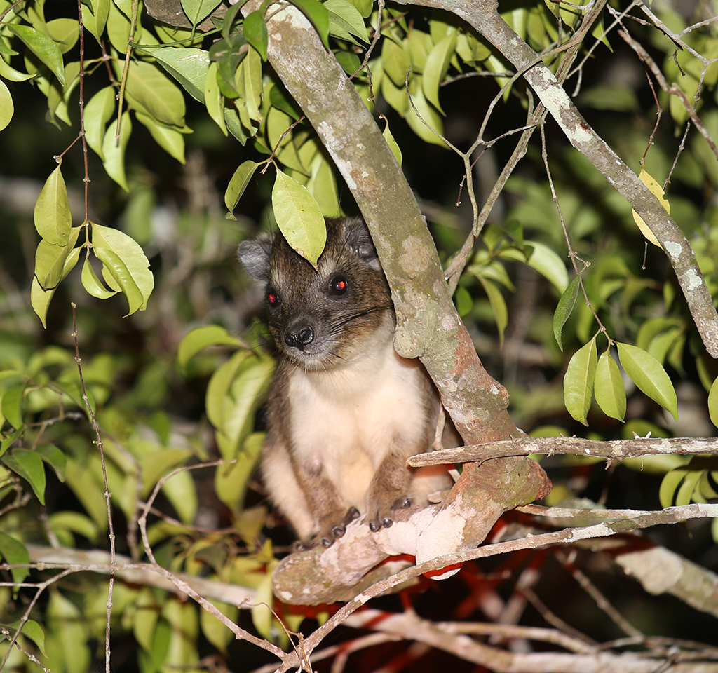 Join research with&nbsp;hyraxes!